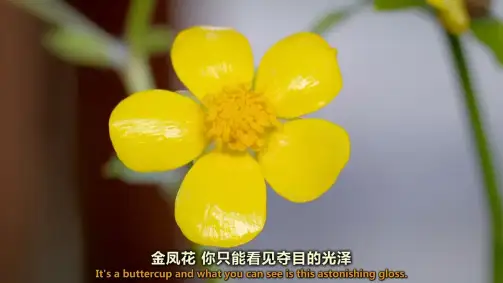 世界上最大的鲜花市场