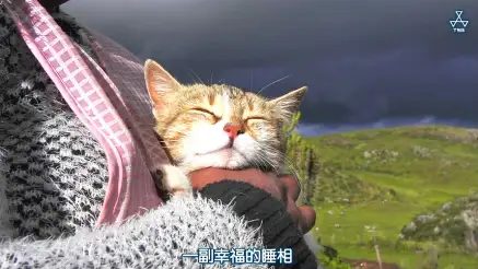 岩合光昭的猫步走世界