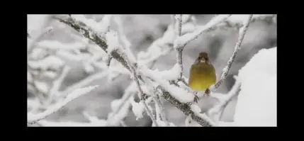 猫头鹰之森