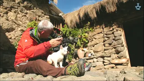 岩合光昭的猫步走世界