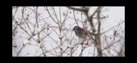 猫头鹰之森