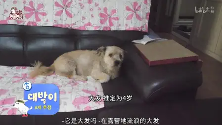 TV动物农场