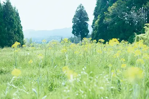 小森林 冬春篇