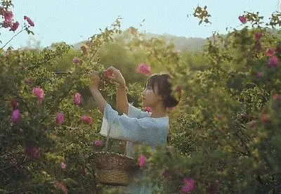 李子柒古香古食