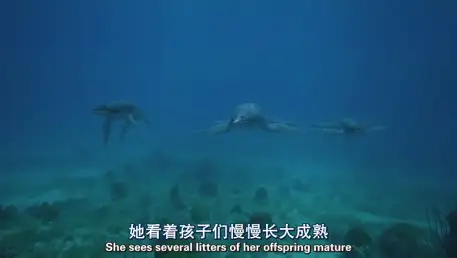 与海怪同行